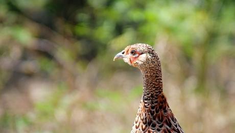 BARTIN'DA SÜLÜN SALIMI