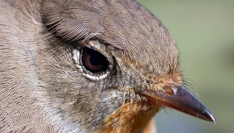 Örnek haber adı gelecek.