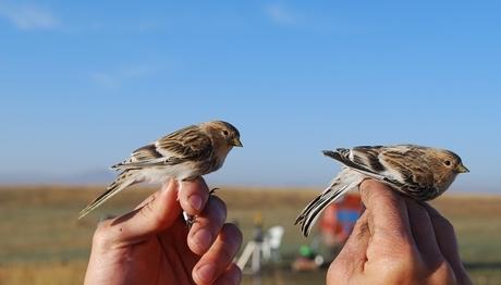  Halkalamada bir taze haber daha...