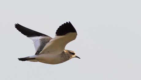 SÜRMELİ KIZ KUŞU TAKİP EDİLİYOR...