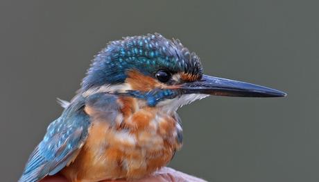Aras Kuş Halkalama İstasyonu...