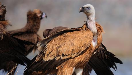  Vurulan Kızıl Akbaba...