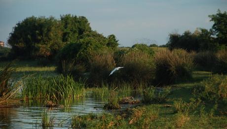 CERNEK KUS HALKALAMA 2010 SONBAHAR ÇALIŞMALARI TAMAMLANDI