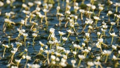 TABİAT KANUNU İZLEME GİRİŞİMİ