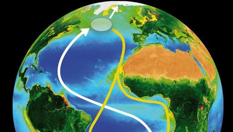 KUZEY (KUTUP) SUMRUSU, ARCTIC TERN GÖÇÜ