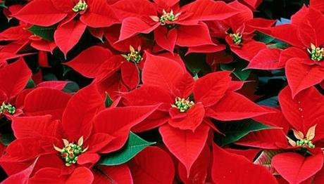 ATATÜRK'ÜN KUŞ VE DOĞA SEVGİSİ