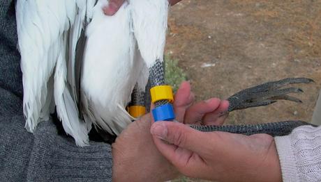 Ulusal Halkalama Programları