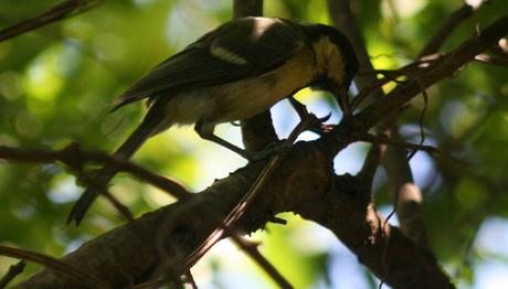 Baştankara ve İbibik