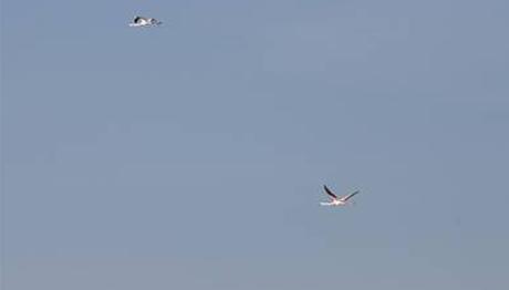 Örnek haber adı gelecek.