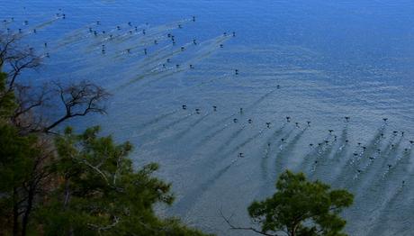 AVCILAR KÖYCEĞİZ'E DADANDI!