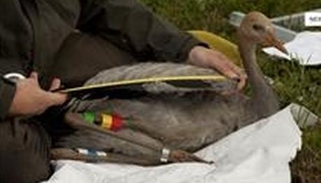 ACİL!TURNA ARAŞTIRMA EKİBİ OLUŞTURULUYOR...