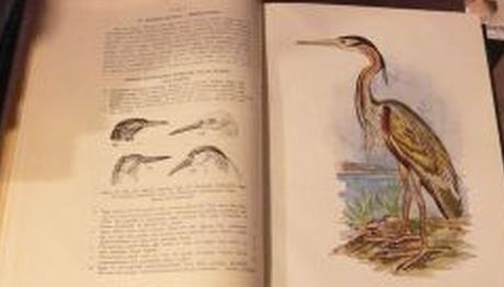 Bizim ilk kuş kitabımız...