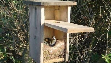 İSTANBUL ORMANLARINI KUŞLAR KORUYACAK