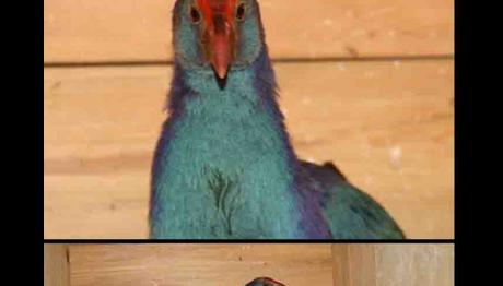 RİZE ÇEVRE VE ORMAN MÜDÜRLÜĞÜNCE TEDAVİ EDİLEN KUŞLAR