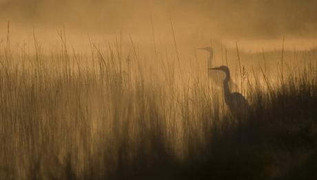  Türkiye Yabanhayatı Fotoğraf Yarışması 2010‏