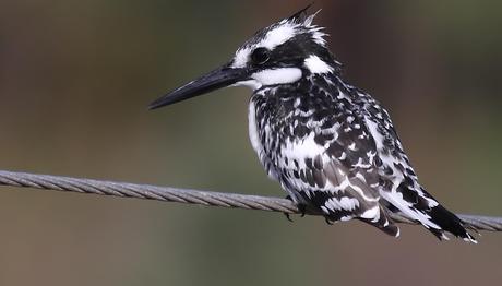 Örnek haber adı gelecek.