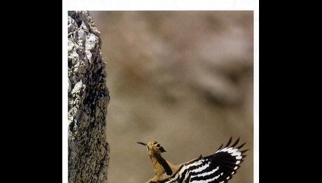 TRAKUŞ ÜYESİ NATIONAL GEOGRAPHIC’DE