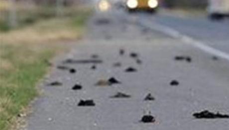 GÖKYÜZÜNDEN DÜŞEN ÖLÜ KUŞ VAKASI ABD'DE VE İSVEÇ'TE DEVAM ETTİ