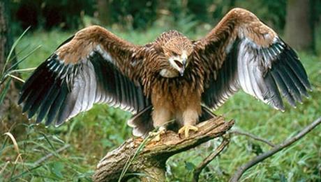 Beşiktaş'ın sembolü olan kartal,Şah Kartal olmalı...