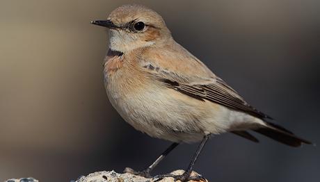 HATAY'DA, 13 YENİ KUŞ TÜRÜ 