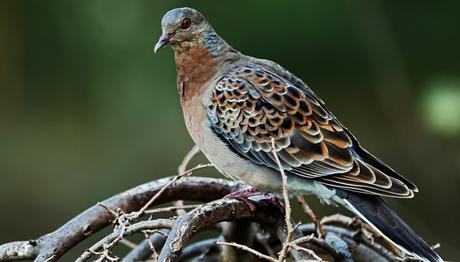 401.TÜR VE TÜRKİYE'DE YENİ TÜR!