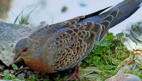 BÜYÜK ÜVEYİK İLE İLK KARŞILAŞMA