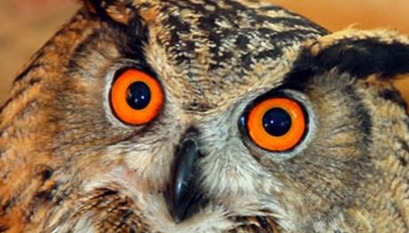 BİR AVCI VURDU BENİ