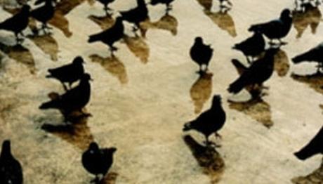 KUŞEVLERİ I (Beyazıt Camii ve Bursa)