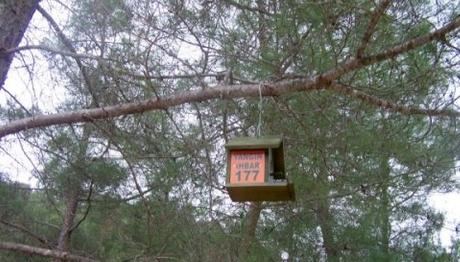 Ormanları Zararlılardan Kuşlar Koruyor