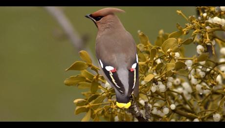 403, O BİR İPEK KUYRUK!