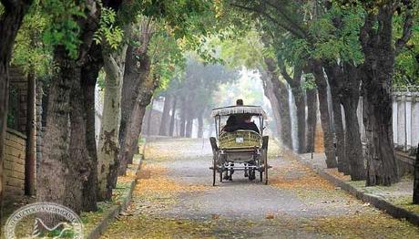 21 MART ORMANCILIK HAFTASI ADALARDA 33. EKOTUR İLE KUTLANACAK