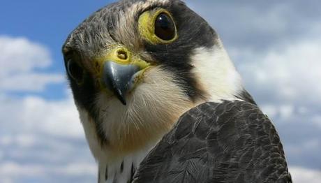 Aras ve Kuyucuk için Gönüllü Duyurusu