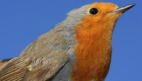 Örnek haber adı gelecek.