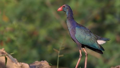 Saz Horozu Koruma ve İzleme Projesi Tamamlandı