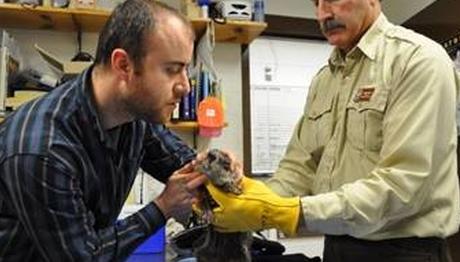 ABD de Eğitim Aldılar, Türkiye nin İlk Yaban Hayatı Kurtarma ve Rehabilitasyon Merkezini Kuracaklar 