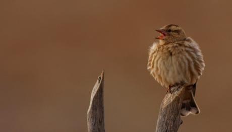Örnek haber adı gelecek.