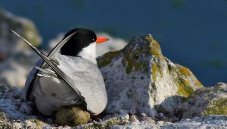 Örnek haber adı gelecek.