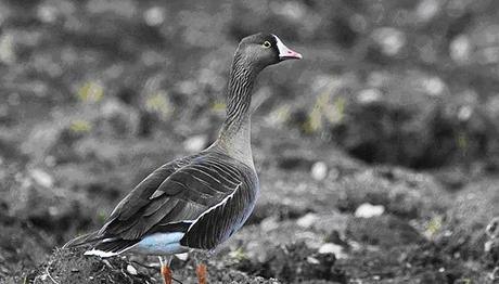 Örnek haber adı gelecek.