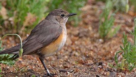 Türkiye den Gitti, İngilizleri Hayrete Düşürdü