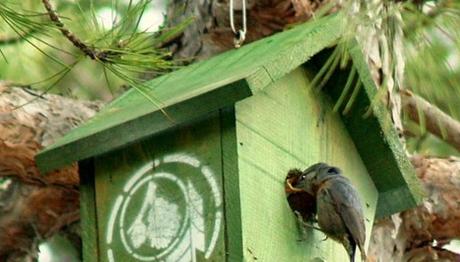 SUNİ KUŞ YUVALARINI SERÇELERDEN BAŞKA KUŞLARDA KULLANIYOR