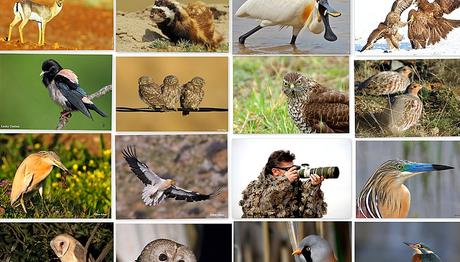 TRAKUŞ FOTOĞRAFLARI SUNUMU