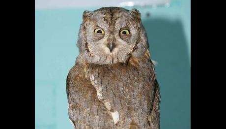 CERNEK KUŞ HALKALAMA ÇALIŞMASI