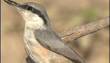 TRAKUŞ KARAMAN BULUŞMASI :)