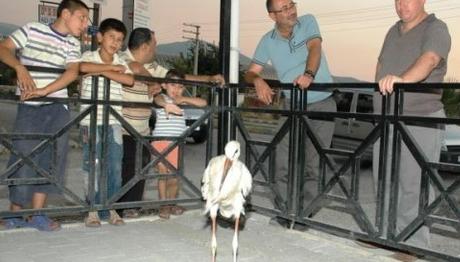 Yaralı Leyleğe Esnaf Sahip Çıktı