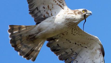 Tek ihtiyacınız olan bir dürbün
