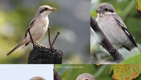 TÜRKİYE YE YENİ TÜR ADAYI DOĞU ÖRÜMCEKKUŞU