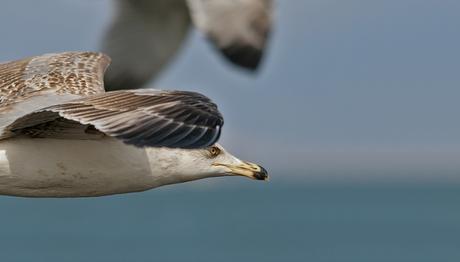En çok martı çarpıyor