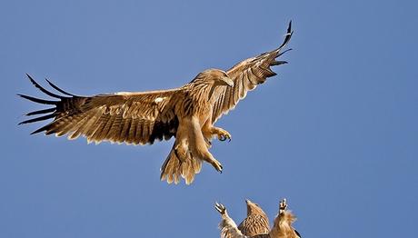 Yırtıcı Kuşların Göçünü İzleyin