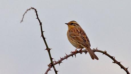 Örnek haber adı gelecek.