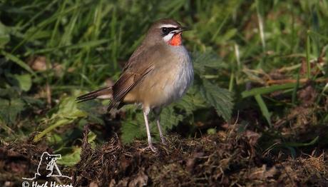 Örnek haber adı gelecek.